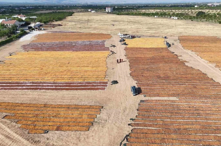 Kayısının kurutulma yolculuğu havadan görüntülendi