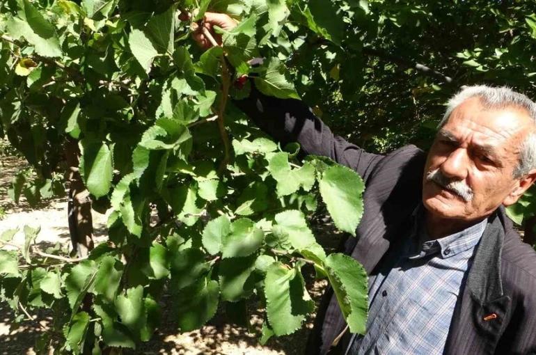 Kayısıya alternatif olarak yetiştirilen karadut yüz güldürüyor