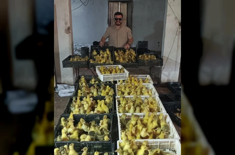 Kaz yetiştiriciliğinde Samsun modeli: Hedef üretimden ihracata uzanan zincir