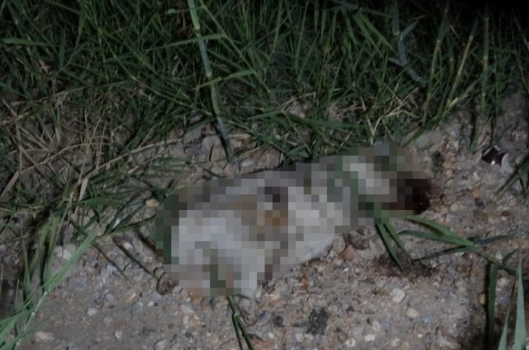 Kazada yaralanan yavru köpeği taşla öldürdüğü iddia edilen Alman vatandaşı deport edildi 