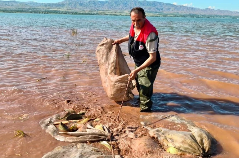 Keban baraj gölü’nde 700 kilogram canlı sazan kurtarıldı 