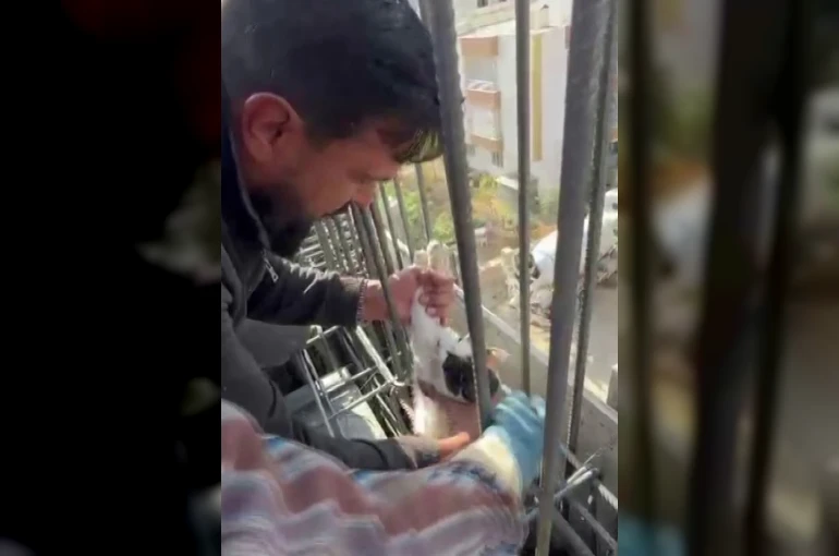 Kedi, dökülen betonun altında kalmaktan son anda kurtarıldı