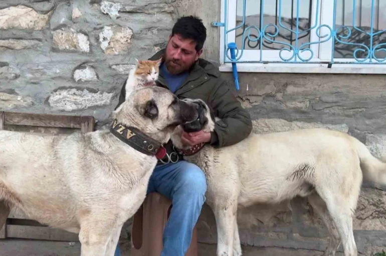 Kedi ile Kangal köpeklerinin dostluğu görenleri şaşırtıyor