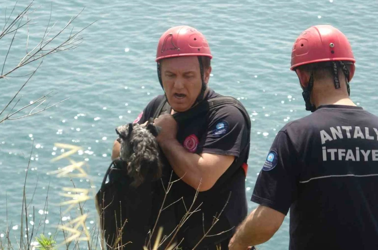 Kedi kovalarken falezlerden düşüp mahsur kalan köpeğe film gibi kurtarma operasyonu