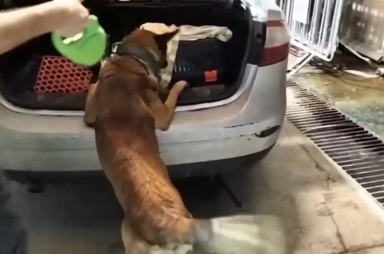 Kedi taşıma çantasında 2 kilo uyuşturucu ele geçirildi