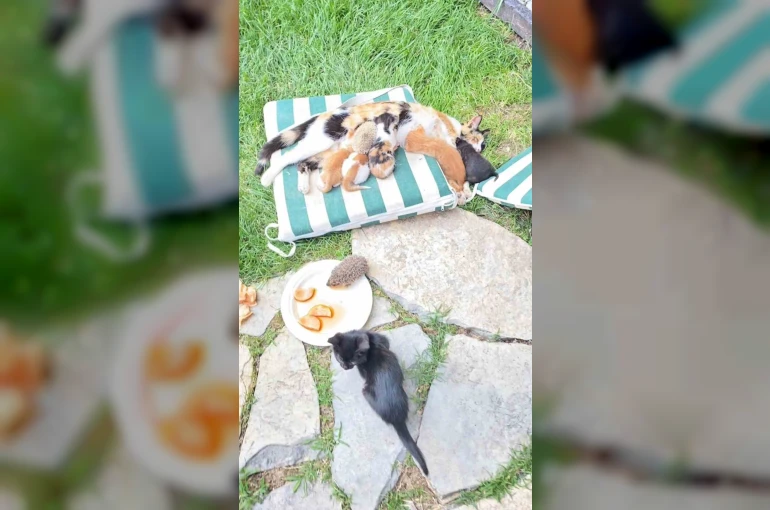 Kedi ve kirpilerin "süt kardeşliği"