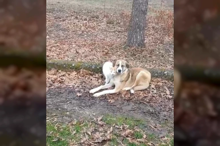 Kedi ve köpeğin dostluğu yüzleri güldürdü