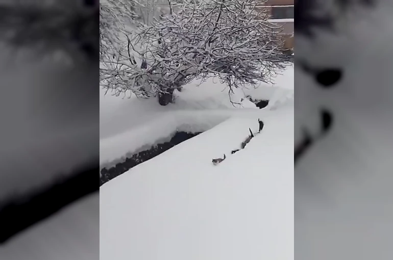 Kedilerin karda yürümeye çalıştığı anlar renkli görüntüler oluşturdu