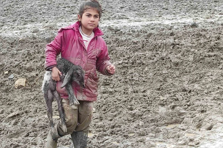 Kendisi küçük yüreği büyük: Minik Zeynep’in yeni doğan kuzuyu soğuktan korumak için gösterdiği çaba duygulandırdı