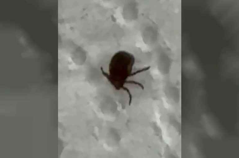 Kenenin ısırdığı vatandaş kontrol amacıyla hastaneye başvurdu