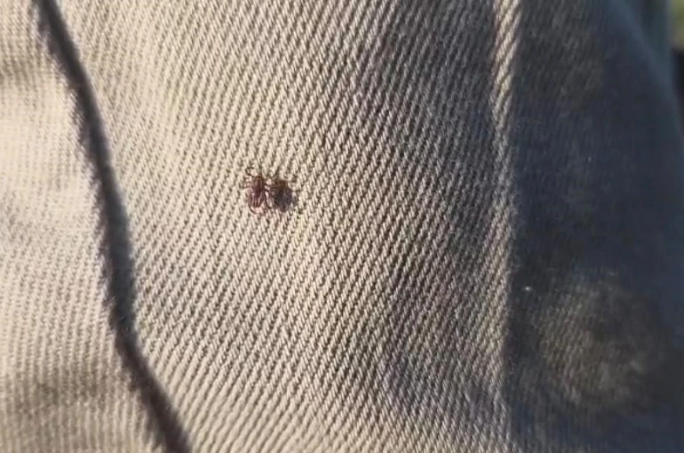 Keneye karşı uyarırken bile üzerinde kene gezdi