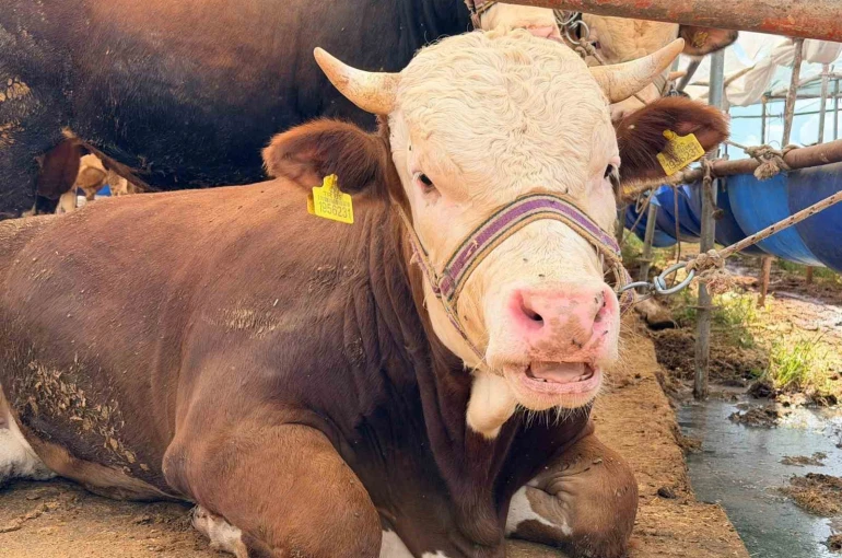 Kepez’de Kurban Bayramı hazırlıkları tamam