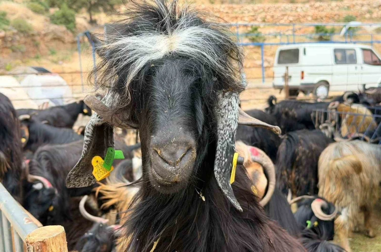 Kepez’in kurban pazarları hizmette