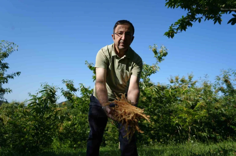 Kestane çiçeklerinde hasat başladı: Antioksidan deposu çay oluyor