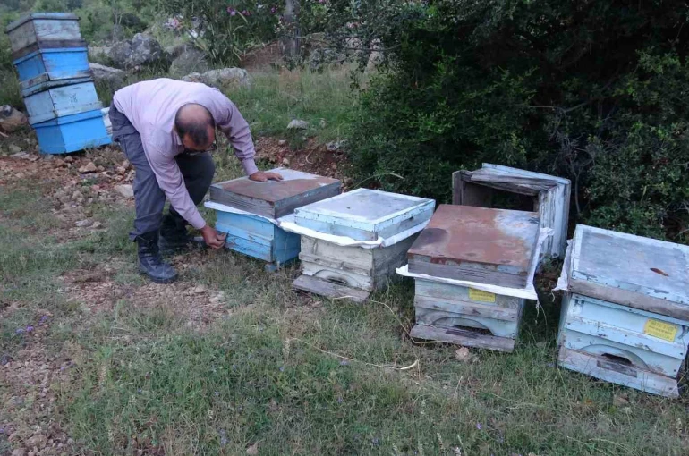 Keven ve kekik balı için yayla yolculuğu başladı 