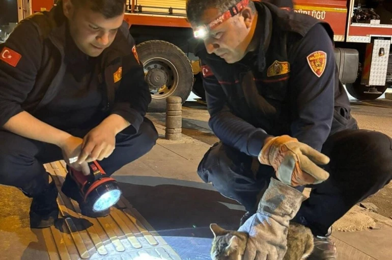 Kilis’te 3 gündür ağaçta mahsur kalan kedi kurtarıldı