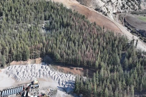 Kilis’te Akdeniz çam kabuk böceğine karşı biyoteknik mücadele