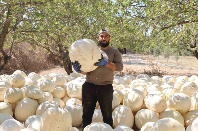 Kilolarca ağırlığa ulaşan tescilli beyaz kabakta hasat başladı