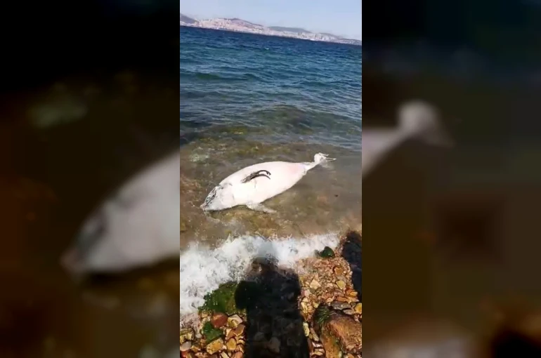 Kınalıada sahilinde üzücü manzara: Sahile ölü yunus balığı vurdu