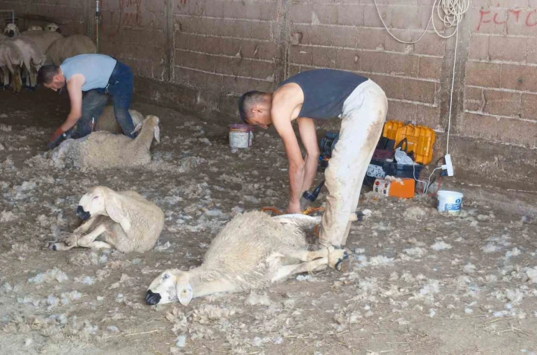 Kırkımcıların yaz sezonunda gelirleri genel müdür maaşını aratmıyor