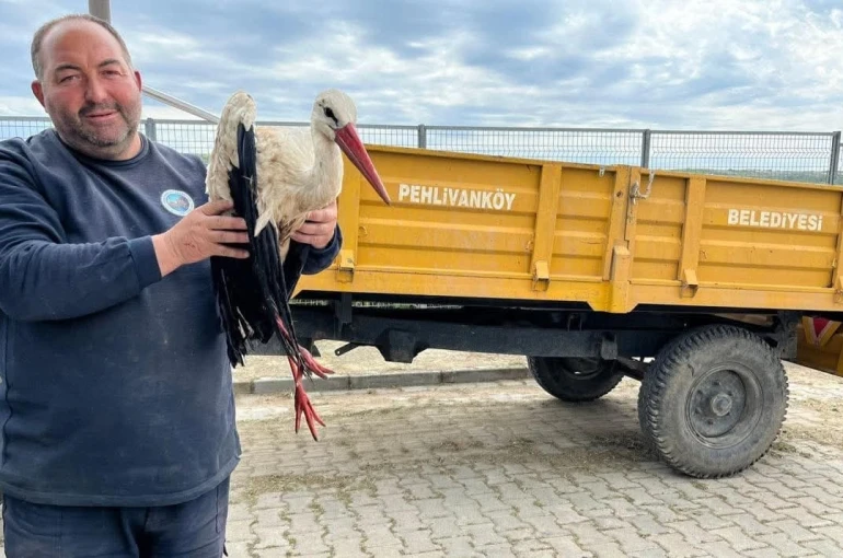 Kırklareli’de yaralı leyleğe şefkat eli