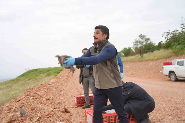 Kırşehir’de doğaya 900 kınalı keklik salındı