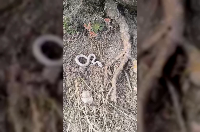 Kış uykusuna yatmayan yılan kameralara yansıdı