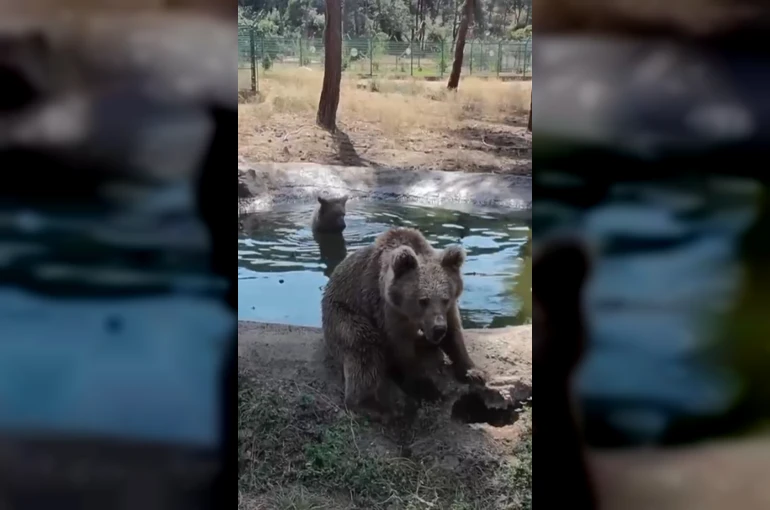 Kış uykusundan önce son banyo