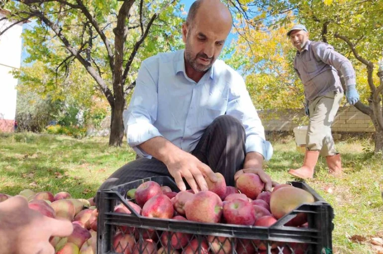 Kışlık elmalar dallardan indirilmeye başlandı