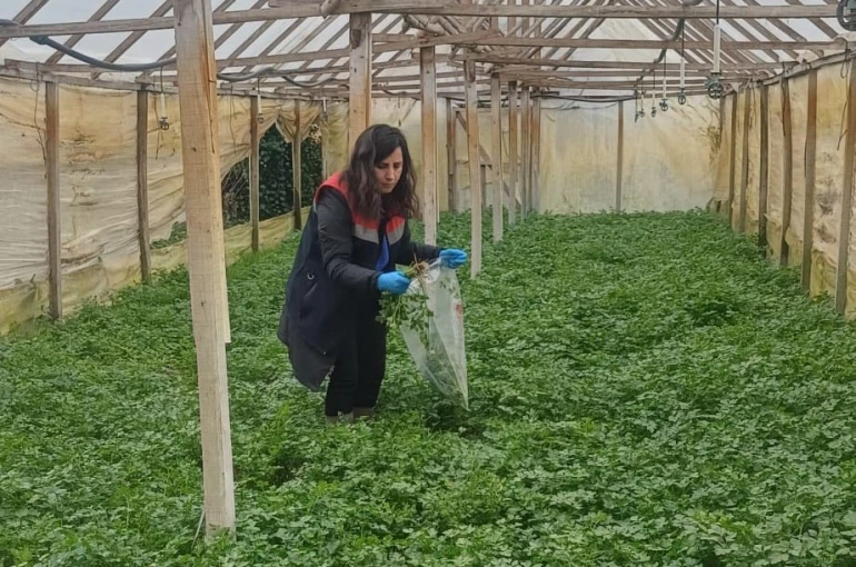 Kışlık sebzeler hasat öncesi denetimden geçiyor