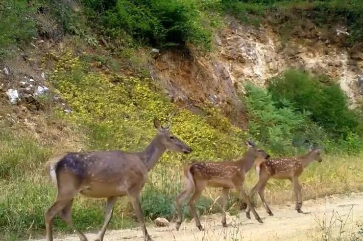 Kızıl geyik ailesi kameralarda