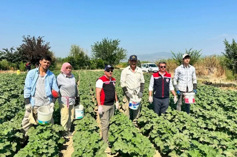 Koçarlı, Aydın’ın bamya üretimindeki liderliğini sürdürüyor