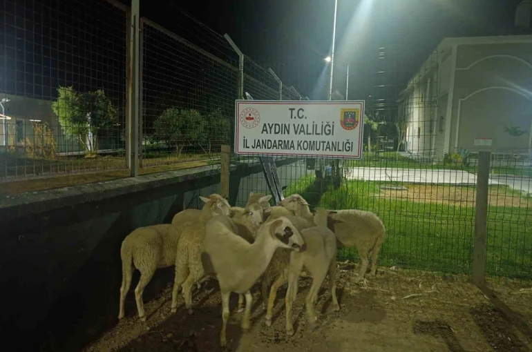 Koçarlı’da 15 koyun evin bahçesinden çalındı
