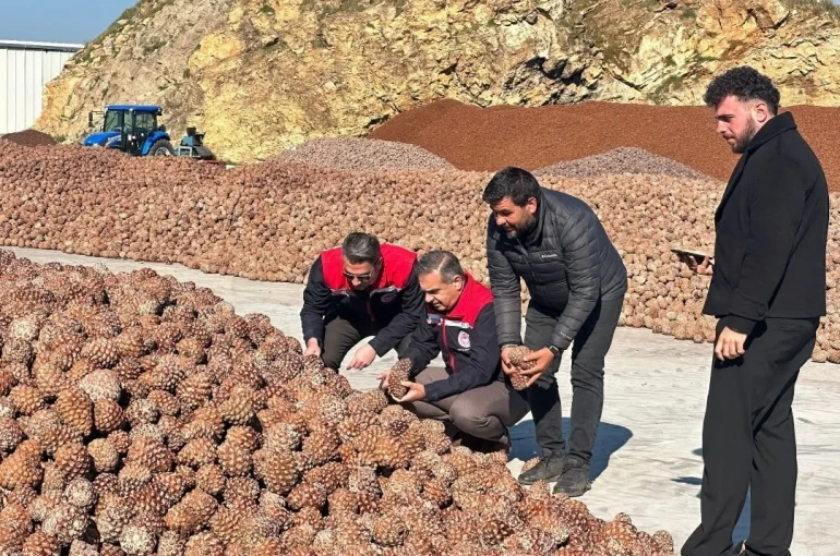 Koçarlı’da Çam Fıstığı işleme tesisindeki çalışmalar yerinde incelendi