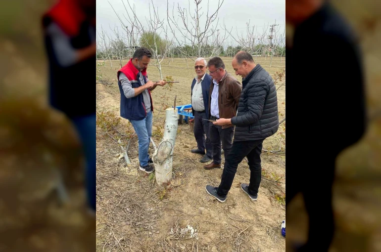 Koçarlı’da üreticilere "Cevizde Aşılama" eğitimi verilecek