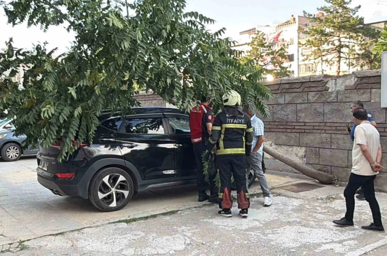 Kökü duvarın altında olan ağaç aracın üzerine devrildi