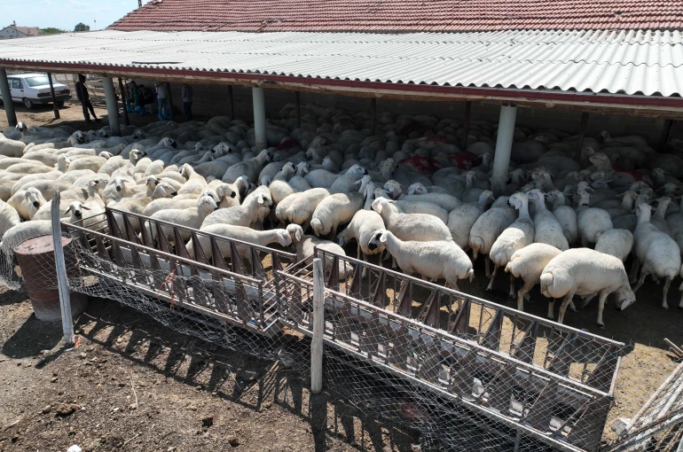 Konya’da hayvan yetiştiriciliği eğitimleri üreticiye güç katıyor
