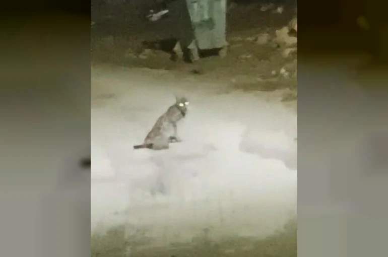Konya’da vaşak görüntülendi