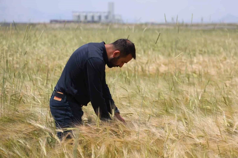 Konya Ovasında buğday rekoltesinde beklenti 2 milyon 200 bin ton