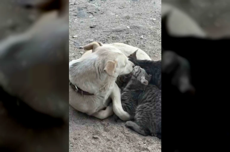 Köpek yavru kedilere annelik yapıyor 