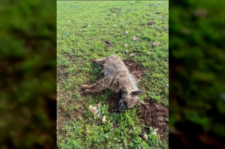 Köpeklerin saldırdığı sırtlan telef oldu