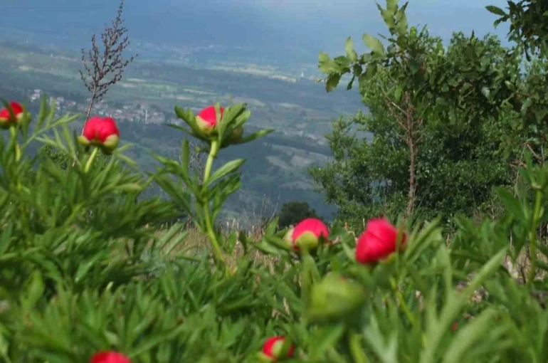 Koruma altındaki çiçekler doğaseverleri cezbediyor