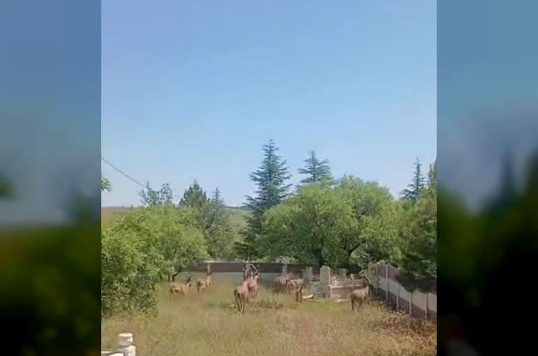 Koruma altındaki dağ keçileri Harput mezarlıklarında görüntülendi
