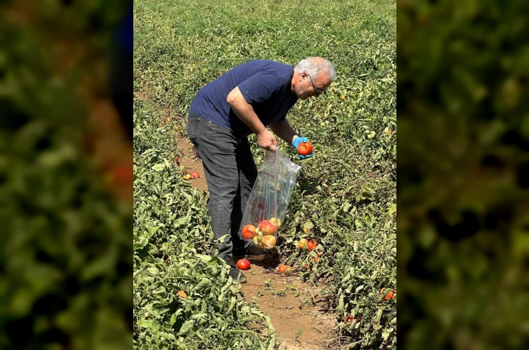 Köşk’te domateste hasat öncesi ilaç kalıntısı denetimi başladı