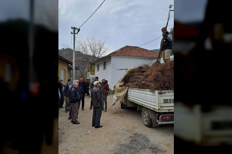 Köşk’te köklü kestane fidanları üreticilere dağıtıldı