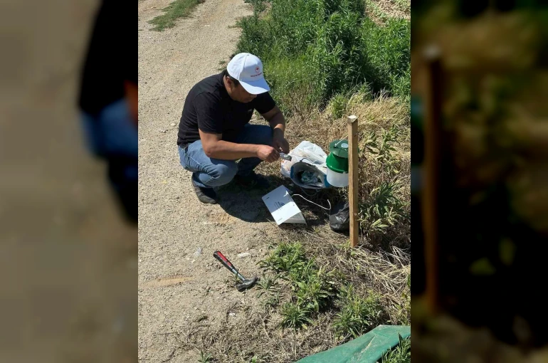 Köşk’te pamuk tarlalarına zararlı takibi için monitör tuzak kuruldu