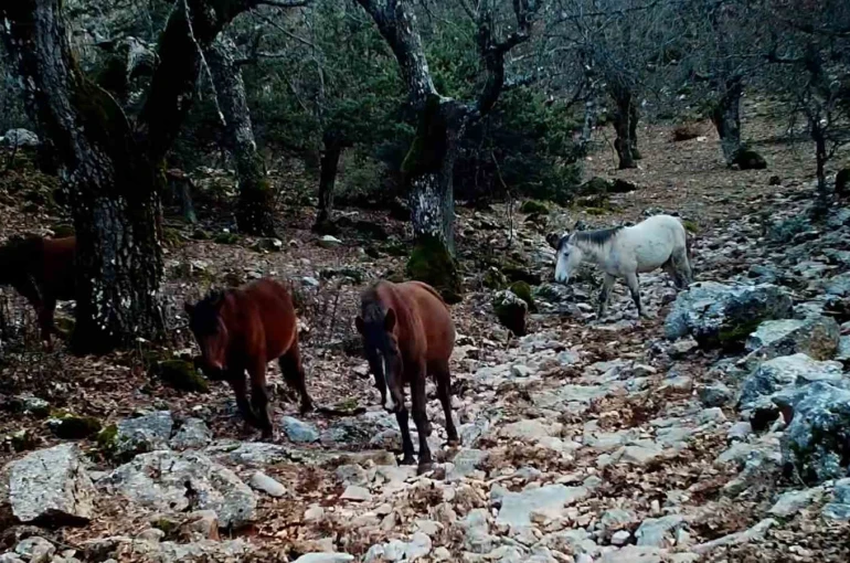 Kovada Gölü Milli Parkı’nda yaban hayatı fotokapana yansıdı