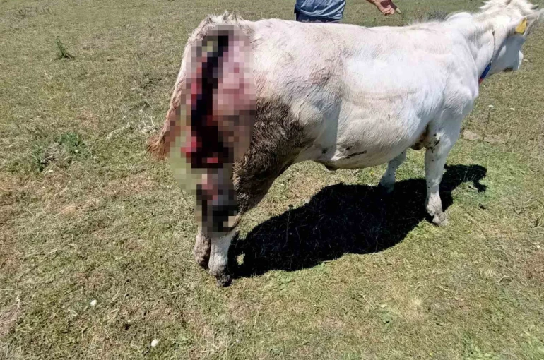 Kovalı Yaylası’nda ayı alarmı: Üreticiler yetkililere seslendi