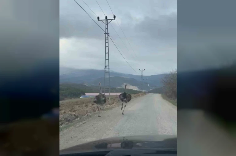 Köy yolunda koşan deve kuşları kameraya yansıdı
