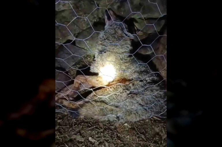 Koyun sürüsüne saldıran kurta çoban köpekleri geçit vermedi